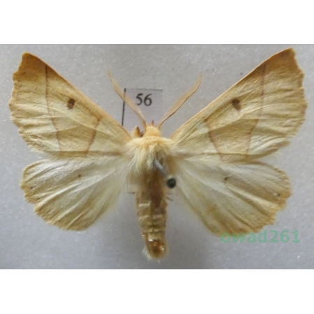 Crocallis elinguaria (Linnaeus, 1758) male Czech56